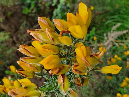Cotswold Way - von Broadway nach Winchcombe