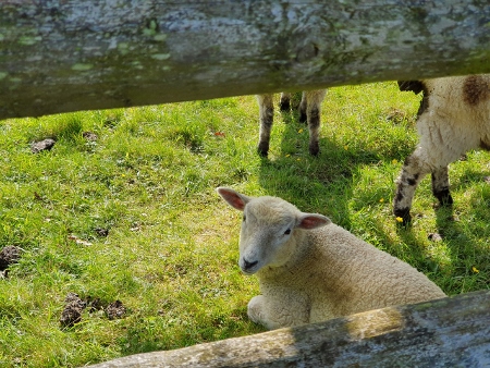 Cotswold Way - von Winchcombe nach Charlton Kings