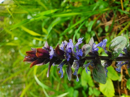 Cotswold Way - von Winchcombe nach Charlton Kings