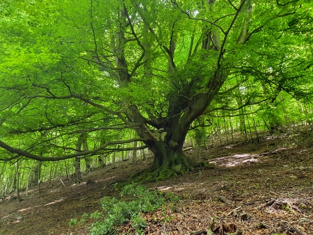 Cotswold Way - von Winchcombe nach Charlton Kings