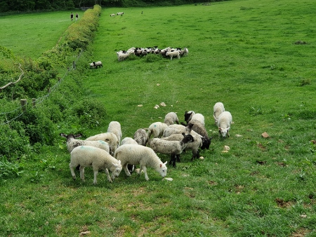 Cotswold Way - von Winchcombe nach Charlton Kings