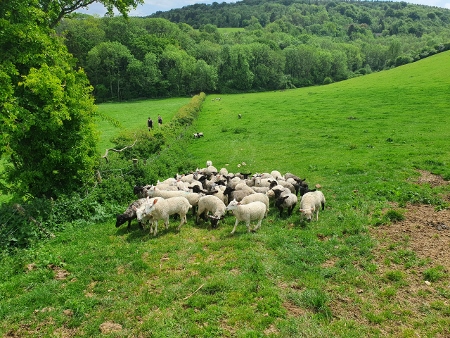 Cotswold Way - von Winchcombe nach Charlton Kings