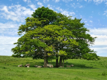 Cotswold Way - von Winchcombe nach Charlton Kings