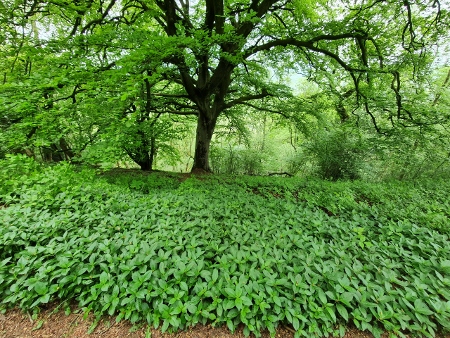 Cotswold Way - von Charlton Kings nach Birdlip