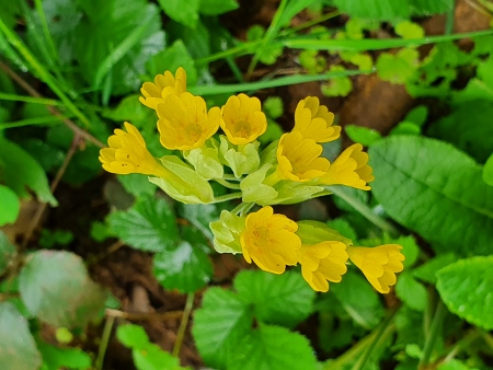 Cotswold Way - von Charlton Kings nach Birdlip