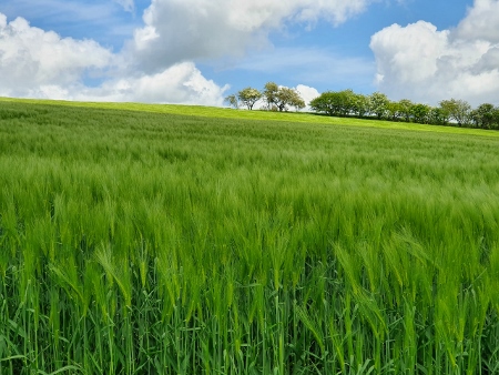 Cotswold Way - von Charlton Kings nach Birdlip