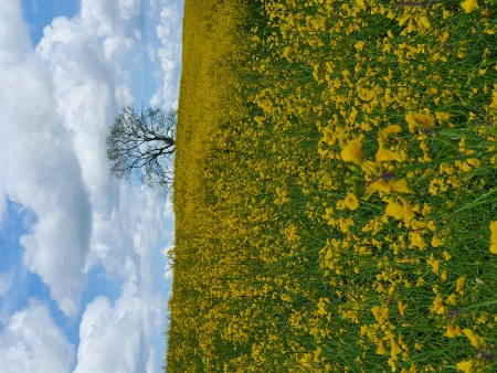 Cotswold Way - von Charlton Kings nach Birdlip