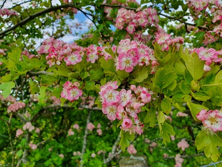 Cotswold Way - von Charlton Kings nach Birdlip