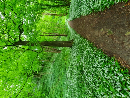 Cotswold Way - von Birdlip nach Painswick