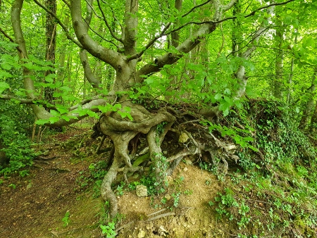 Cotswold Way - von Birdlip nach Painswick