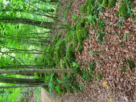 Cotswold Way - von Painswick nach Kings Stanley