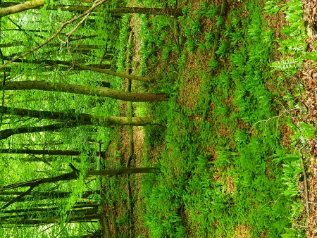 Cotswold Way - von Painswick nach Kings Stanley