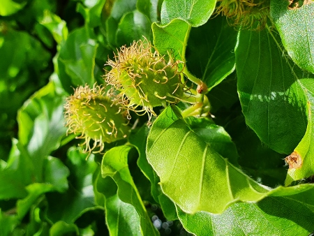 Cotswold Way - von Painswick nach Kings Stanley