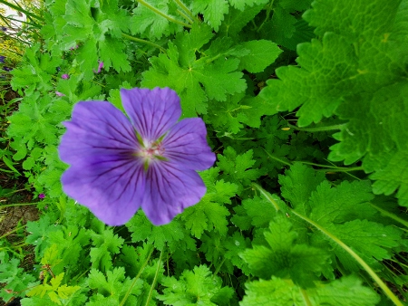 Cotswold Way - von Wotton-under-Edge nach Old Sodbury