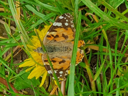 Cotswold Way - von Wotton-under-Edge nach Old Sodbury