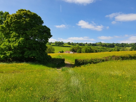 Cotswold Way - von Pensylvania nach Bath