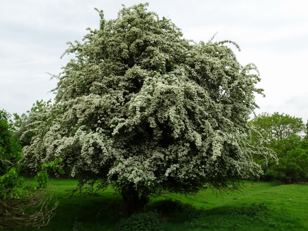 Cotswold Way - von Chipping Campden nach Broadway