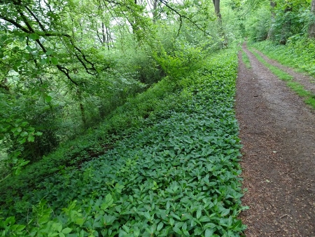 Cotswold Way - von Charlton Kings nach Birdlip