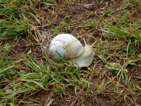Cotswold Way - von Charlton Kings nach Birdlip