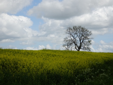 Cotswold Way - von Charlton Kings nach Birdlip