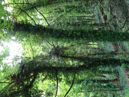 Cotswold Way - von Painswick nach Kings Stanley