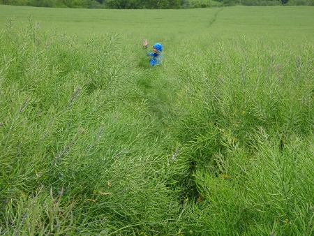 Cotswold Way - von Kings Stanley nach Wotton-under-Edge