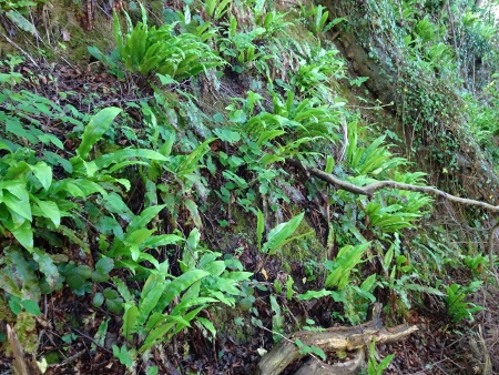 Cotswold Way - von Wotton-under-Edge nach Old Sodbury