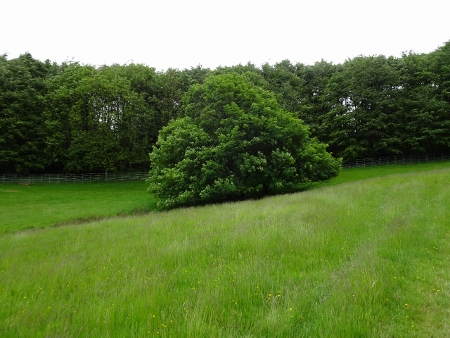 Cotswold Way - von Old Sodbury nach Pensylvania - Dodington Park