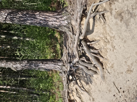 3 Steine Tour - Luftwurzeln