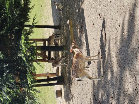 3 Steine Tour - Wildgetier (eingehegt...)