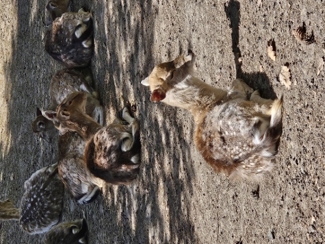 3 Steine Tour - Wildgetier (eingehegt...)