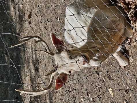 3 Steine Tour - Wildgetier (eingehegt...)