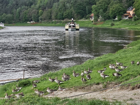Gänsebraten, noch am Stück