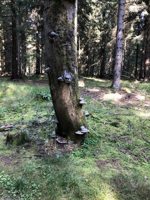 Von Neuhaus am Rennweg nach Masserberg - Dreistromstein