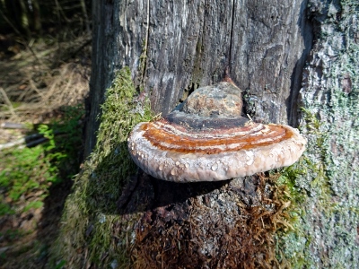 Von Neuhaus am Rennweg nach Masserberg - narrische Schwammerl