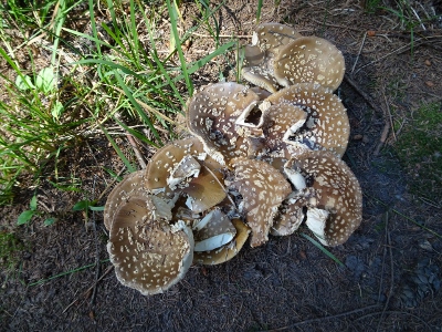 Von Neuhaus am Rennweg nach Masserberg - narrische Schwammerl