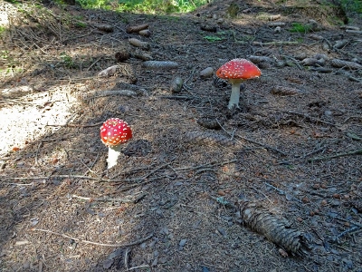 Von Neuhaus am Rennweg nach Masserberg - narrische Schwammerl
