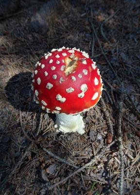 Von Neuhaus am Rennweg nach Masserberg - narrische Schwammerl