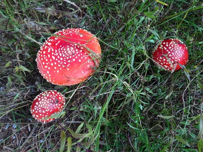 Von Masserberg nach Schmiedefeld - Fliegenpilze