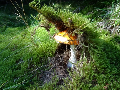 Von Masserberg nach Schmiedefeld - Huhu, ich bins!