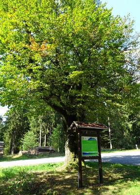 Von Masserberg nach Schmiedefeld - Was zum Lesen