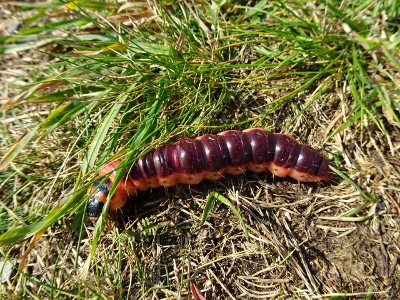 Von Masserberg nach Schmiedefeld - Morgenspaziergang