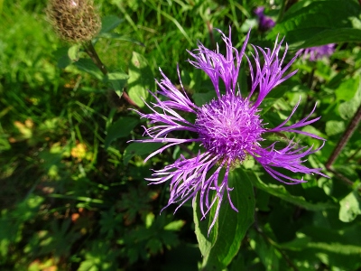 Von Masserberg nach Schmiedefeld - Distel oder Blümchen?