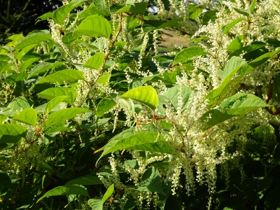 Von Schmiedefeld nach Oberhof - Start in Schmiedefeld
