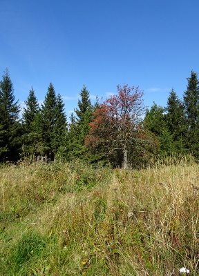 Von Schmiedefeld nach Oberhof - Großer Finsterberg