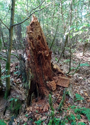 Von Schmiedefeld nach Oberhof - Gipfelsturm zum Großen Beerberg