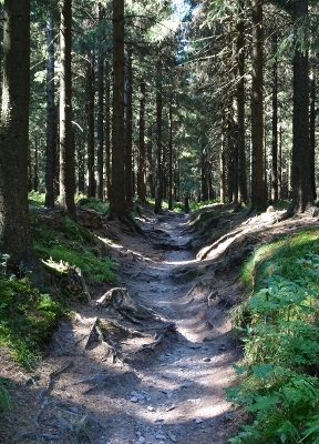 Von Schmiedefeld nach Oberhof - Gipfelsturm zum Großen Beerberg