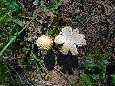 Von Schmiedefeld nach Oberhof - Gipfelsturm zum Großen Beerberg