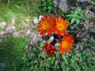 Von Schmiedefeld nach Oberhof - Gipfelsturm zum Großen Beerberg