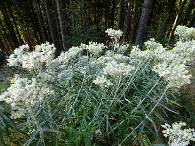 Von Schmiedefeld nach Oberhof - Umweg zum Ziel